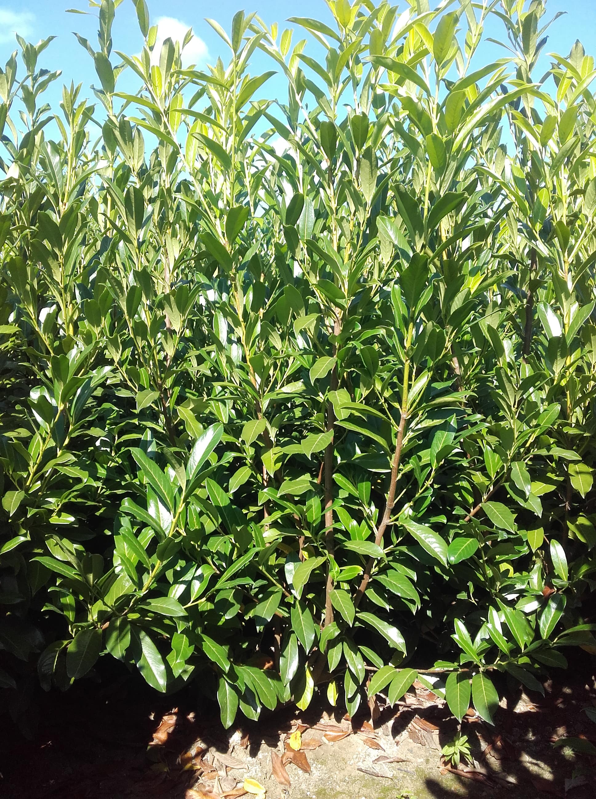 Caucasica - Italica 1